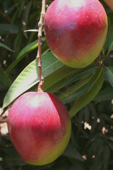 Image: two mangos hanging from a tree