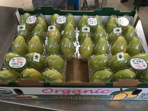 Image: organic green mangos packed and in a large box